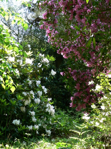 Bois des Moutiers (243) Mai 2012